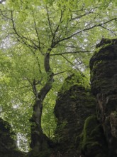 A tree grows between moss-covered rocks in a green forest, peaceful atmosphere, Franconian