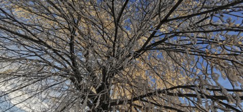 Frost-covered tree against clear blue sky, Frankenwald nature park Park, Bavaria, Germany
