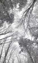 Closed forest with snowy trees rising to the sky, Frankenwald nature park Park, Bavaria, Germany