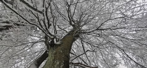 Snowy tree looking from below, branches against the winter sky, Frankenwald nature park Park,