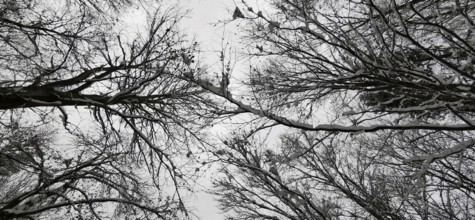 Black and white illustration of bare tree branches stretching into the sky in winter creating a
