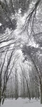 Snowy forest with snow-covered trees that overlap, Frankenwald nature park Park, Rennsteig,