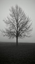 A lonely tree in a wide field in black and white, surrounded by fog, looks melancholy, Upper