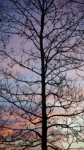 The silhouette of a tree against a purple evening sky radiates peace, Upper Franconia, Germany