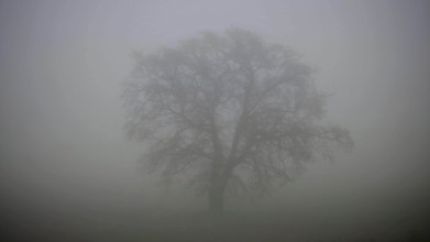 A lonely tree in thick fog creating a mystical atmosphere, Upper Franconia, Germany