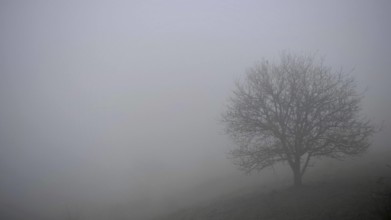A single tree stands on a hill in fog, surrounded by quiet silence, Upper Franconia, Germany