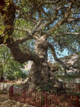 A majestic old tree with branching branches in a sunny park, plane tree (Platanus), Prizren, Kosovo