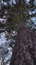 View from below of an imposing conifer against evening sky, Frankenwald nature park Park, Bavaria,