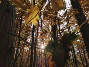 Sunlight penetrates through autumn leaves in a forest and creates a warm, golden atmosphere,