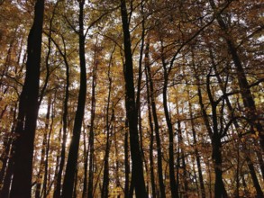 Forest with tall trees and autumnal canopy in sunlight, creating a peaceful atmosphere, Frankenwald