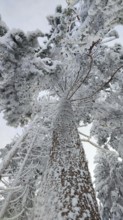Snowy tree trunk rising into the sky with snowy branches, Frankenwald nature park Park, Bavaria,