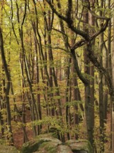 Towering trees with yellow foliage surrounded by mossy rocks in a quiet forest setting, Frankenwald