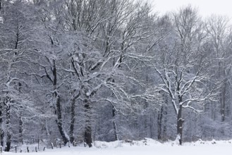 Deep snowy winter landscape with snow-covered trees on the edge of the forest, Schleswig-Holstein,