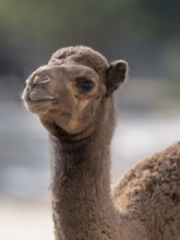 Dromedary (Camelus dromedarius), camel, portrait, young animal, Oman