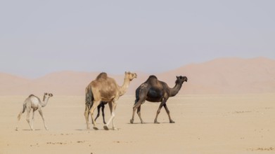Dromedary (Camelus dromedarius), camels, in desert, Rhub al Khali, Empty Quarter, Emtpy Quarter,