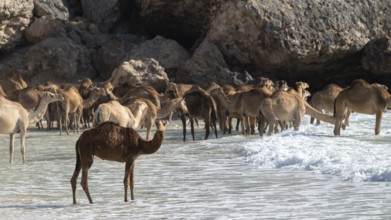 Dromedary (Camelus dromedarius), camels, bathing in the sea, Oman