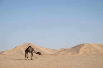Dromedary (camel) in front of sand dunes in the Rhub al Khali desert, Empty Quarter, largest sand