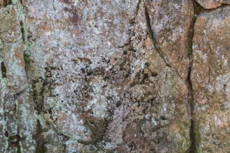 Close-up of porous outcrop rock surface covered with Lichen growth and Bryophyta - Green Moss in