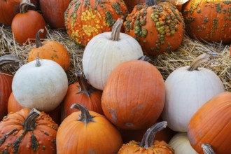 White and orange Cucurbita - Pumpkins including 'Warty Goblin' for sale in bin with yellow straw at
