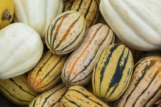 Close-up of Cucurbita pepo 'Delicata' - Squash and white pumpkins for sale in bin at outdoor market