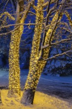 Large tree trunks decorated with illuminated Christmas lights and covered with winter like snow in