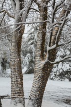Large tree trunks decorated with illuminated Christmas lights and covered with winter like snow in