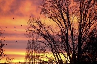 Picturesque evening sky with trees and birds, winter, Germany