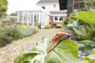 Red slug (Arion rufus) adult gastropod molluscs on a garden vegetable plant leaf with a house in