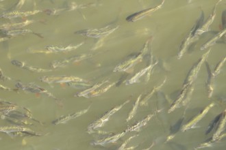 Common roach (Rutilus rutilus) adult fish in a shoal in a garden pond, England, United Kingdom