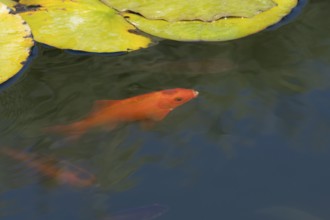 Common goldfish (Carassius auratus) adult fish in a garden pond, England, United Kingdom