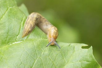 Leopard slug (Limax maximus) adult gastropod molluscs on a garden vegetable plant leaf in summer,