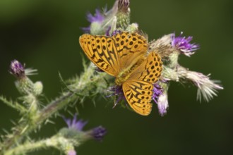 Silver-washed fritillary butterfly (Argynnis paphia) adult insect feeding on a thistle flower in