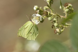 Brimstone butterfly (Gonepteryx rhamni) adult male insect feeding on a Bramble flower in summer,