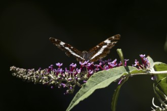 White admiral butterfly (Limenitis camilla) adult insect feeding on a garden purple Buddleja flower