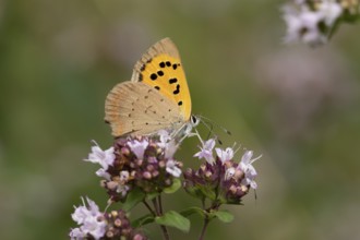 Small copper butterfly (Lycaena phlaeas) adult insect feeding on a garden purple Wild marjoram or