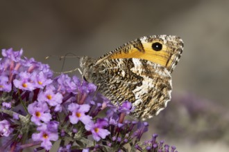 Grayling butterfly (Hipparchia semele) adult insect feeding on a garden purple Buddleja flower in