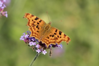 Comma butterfly (Polygonia c-album) adult insect feeding on a garden purple Verbena bonariensis