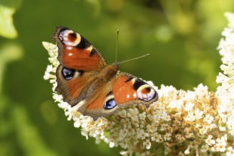Peacock butterfly (Aglais io) adult insect feeding on a garden white Buddleja flower in summer,