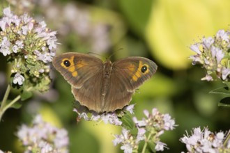 Meadow brown butterfly (Maniola jurtina) adult insect feeding on a garden purple Wild marjoram or