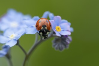 Seven-spot ladybird or ladybug (Coccinella septempunctata) adult insect on a garden Forget-me-not