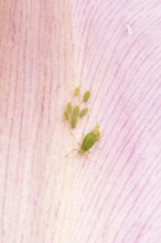 Tulip aphid or greenfly (Dysaphis tulipae) adult and nymph insects family on a garden Tulip petal