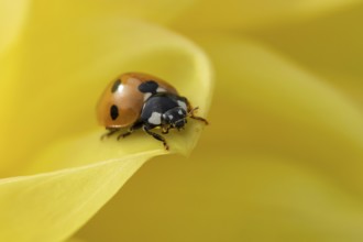 Seven-spot ladybird or ladybug (Coccinella septempunctata) adult insect on a garden yellow Dahlia