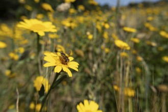Common hoverfly (Eupeodes corollae) adult insect on a Corn marigold flower in a wildflower meadow