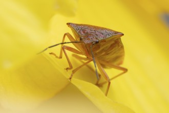 Hawthorn shieldbug (Acanthosoma haemorrhoidale) adult insect on a garden begonia flower in summer,