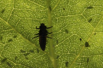 Harlequin ladybird or ladybug (Harmonia axyridis) adult insect larva and Plum aphid (Hyalopterus