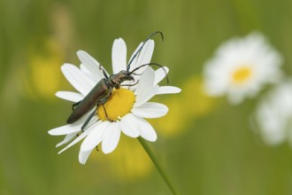 Thick-legged flower beetle (Oedemera nobilis) adult insect on an Oxeye daisy flower in summer,