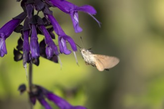 Hummingbird hawkmoth (Macroglossum stellatarum) adult moth in flight feeding on a garden purple