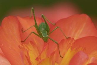 Speckled bush cricket (Leptophyes punctatissima) adult insect on a garden begonia flower in summer,