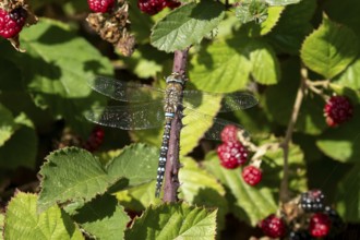 Emperor dragonfly (Anax imperator) adult insect on a bramble bush in summer, England, United