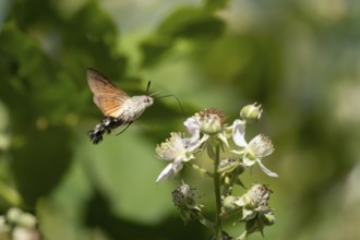 Hummingbird hawkmoth (Macroglossum stellatarum) adult moth in flight feeding on a Bramble flower in